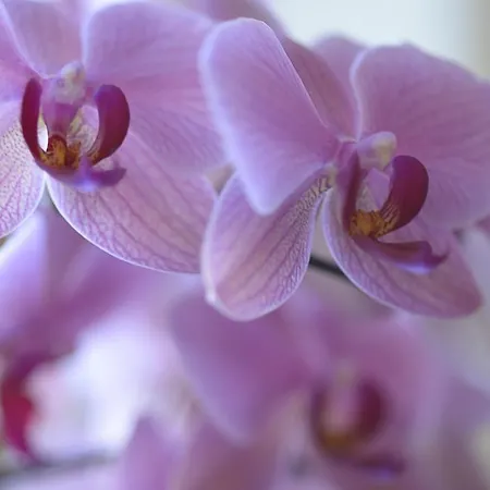 Regina Lech am Arlberg