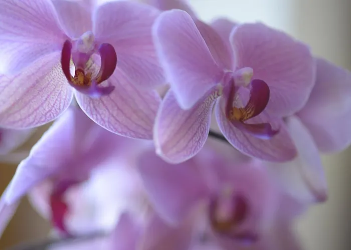 Regina Lech am Arlberg